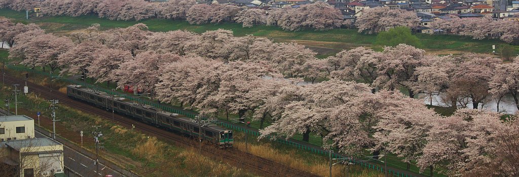 桜電車