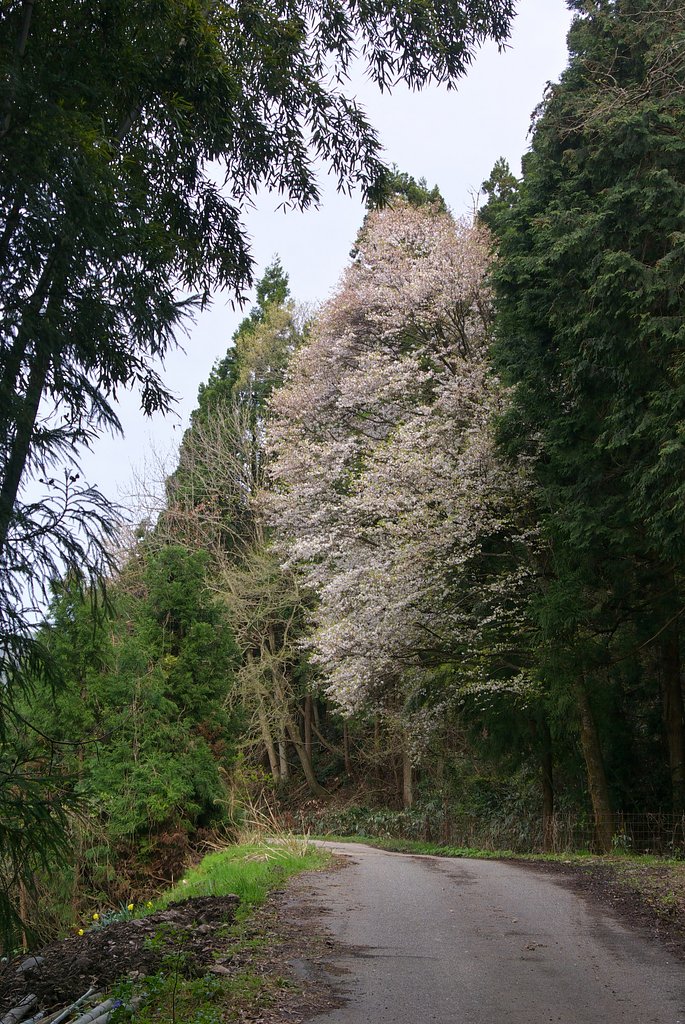 遅咲きの山桜