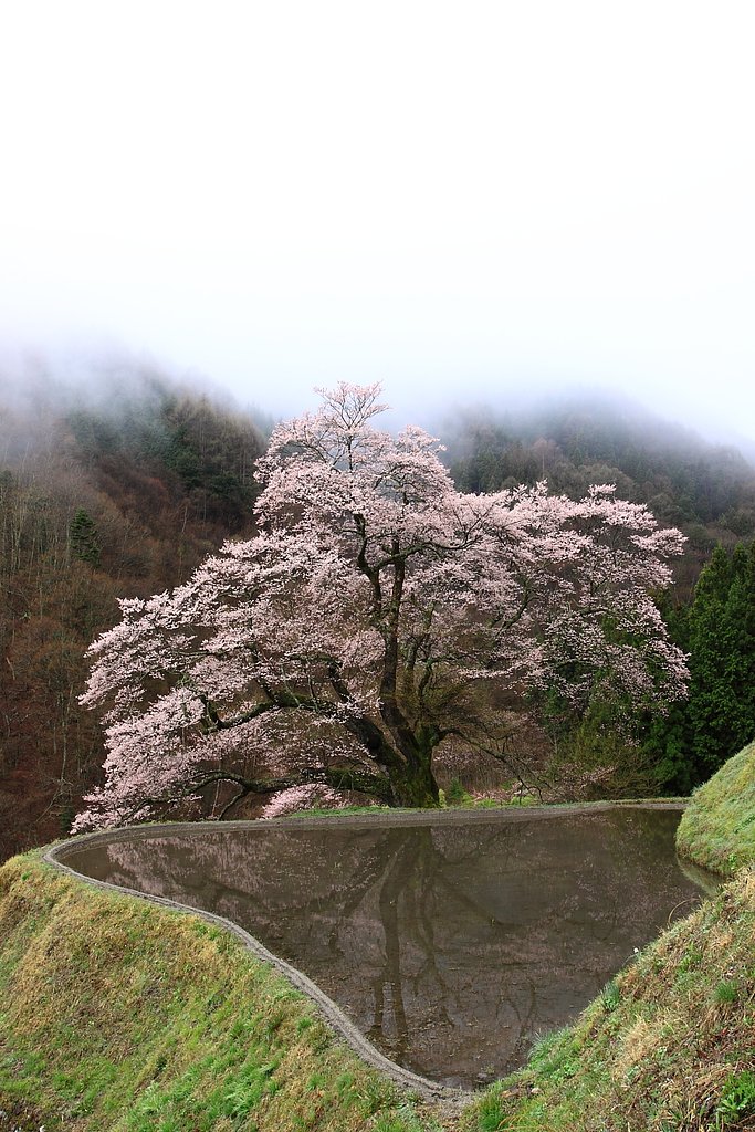 駒つなぎの桜
