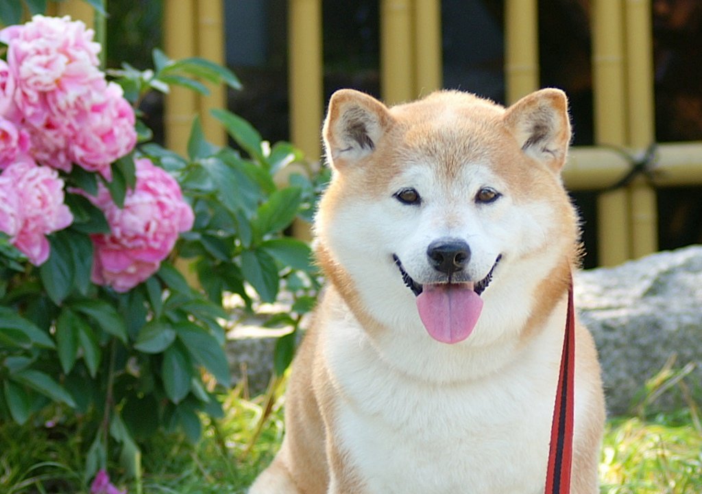 ウチのは１４ｋｇ超ですがなにか