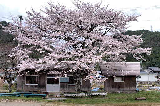 ある公園の一本【桜】