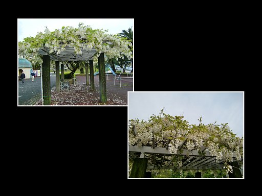 熱海「サンレモ公園」の白藤