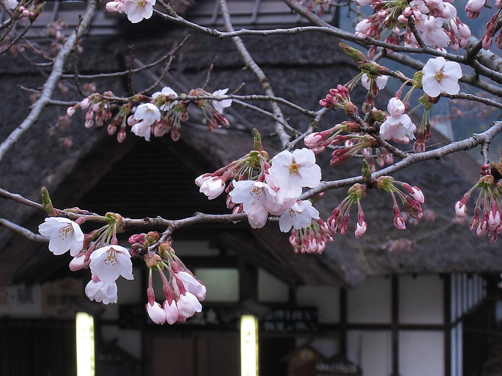 桜探して