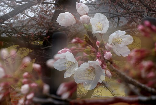【桜】　幻
