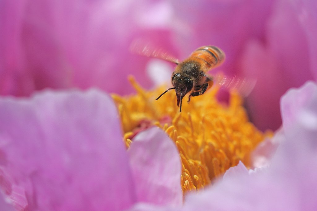 牡丹に蜂