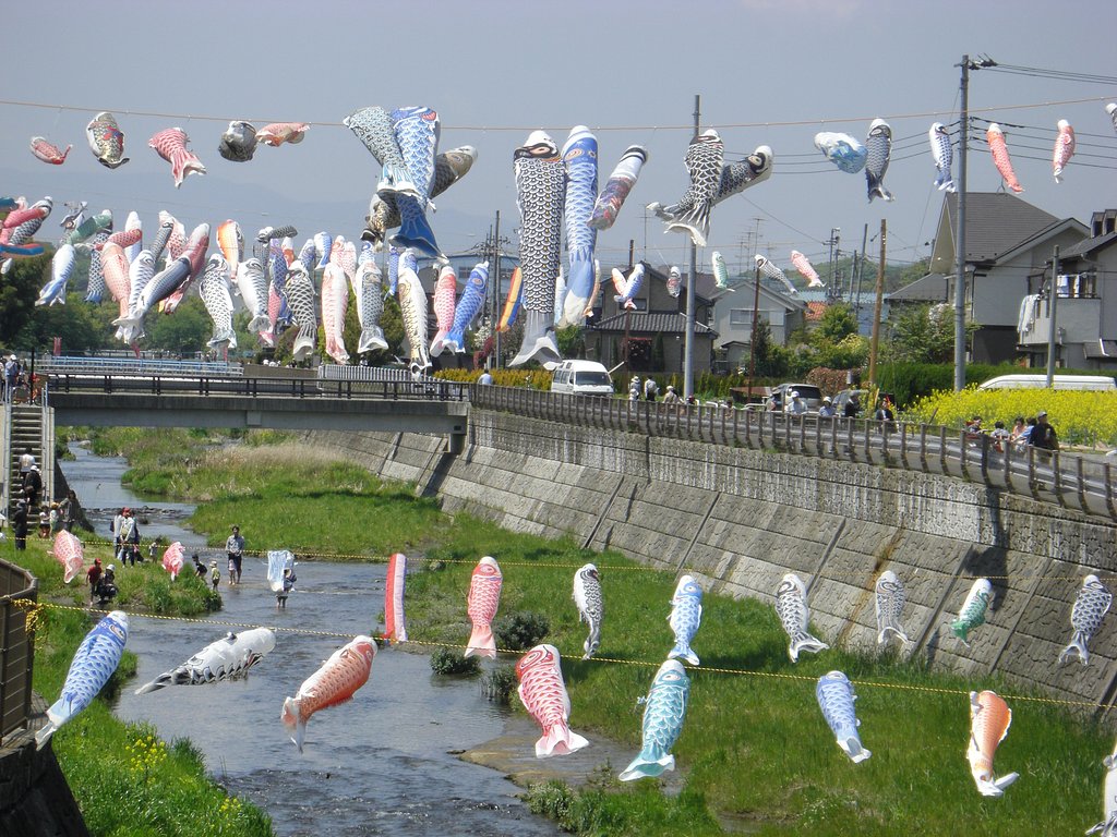 ♪屋根より高い鯉のぼり〜♪