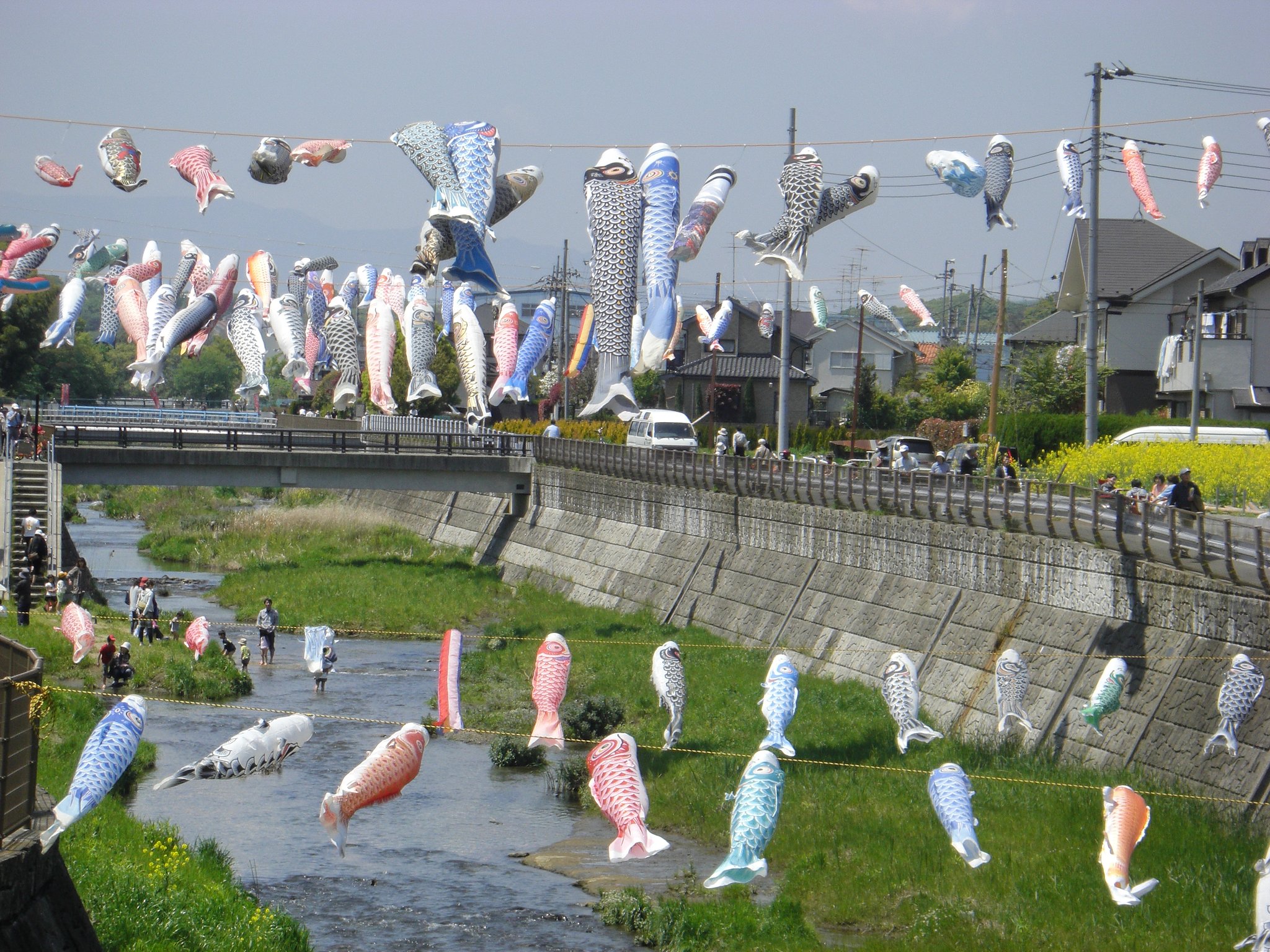 ♪屋根より高い鯉のぼり〜♪