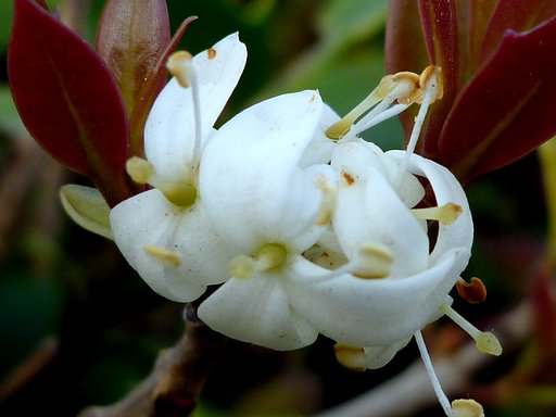 ヒイラギの花