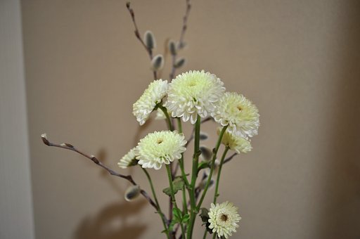 小菊