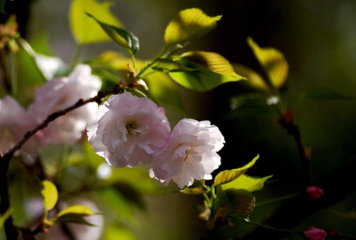 【桜】　裏山にて
