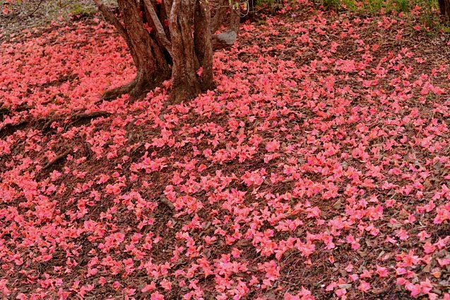 落ち花の絨毯