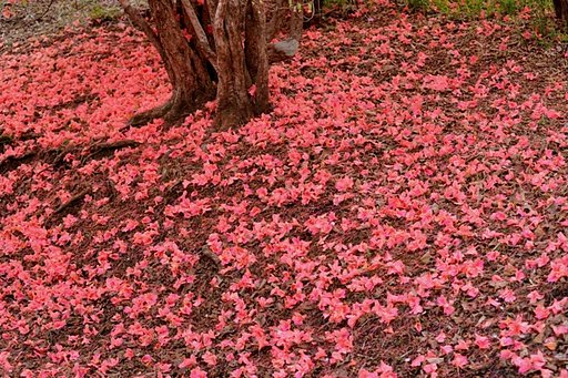 落ち花の絨毯