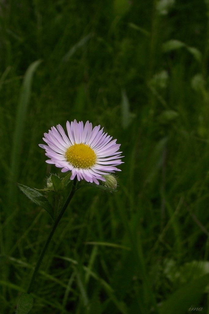 【清和】野辺の草花