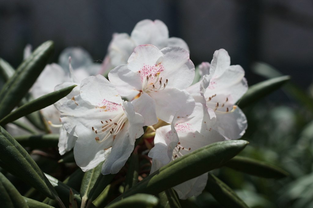 県花