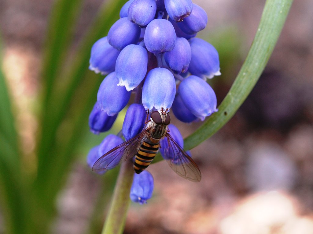 ヌスカリに虫が