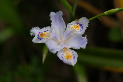 草薮で遊泳