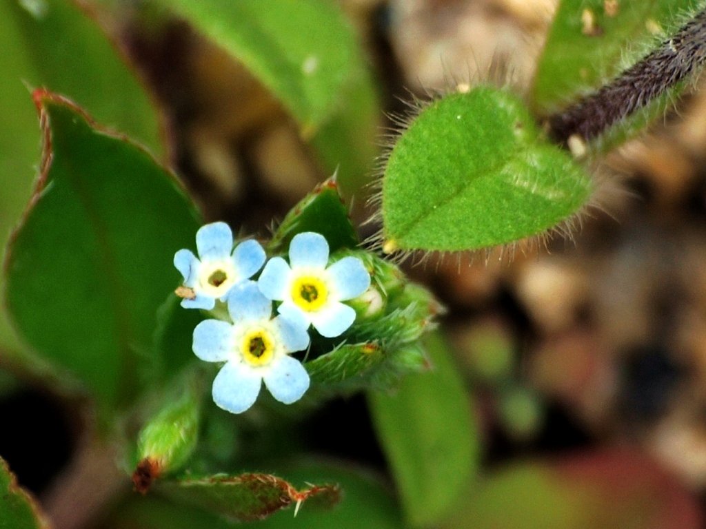 小さな野草の花
