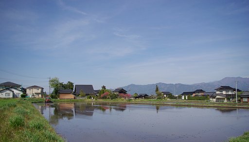 【清和】　伊那の田んぼ