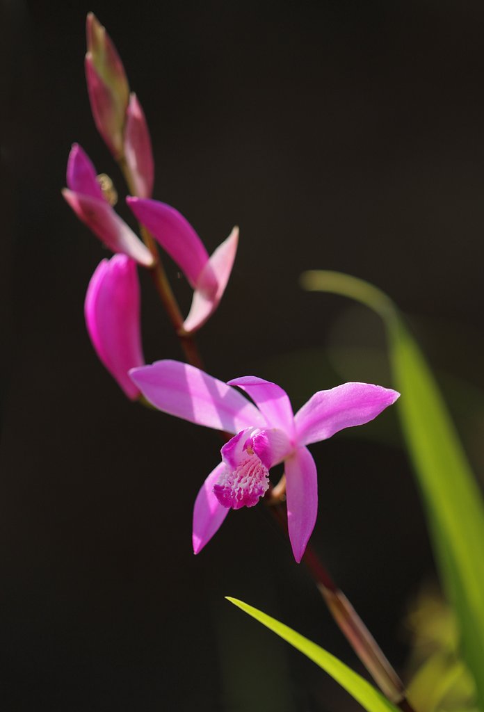 シランの花