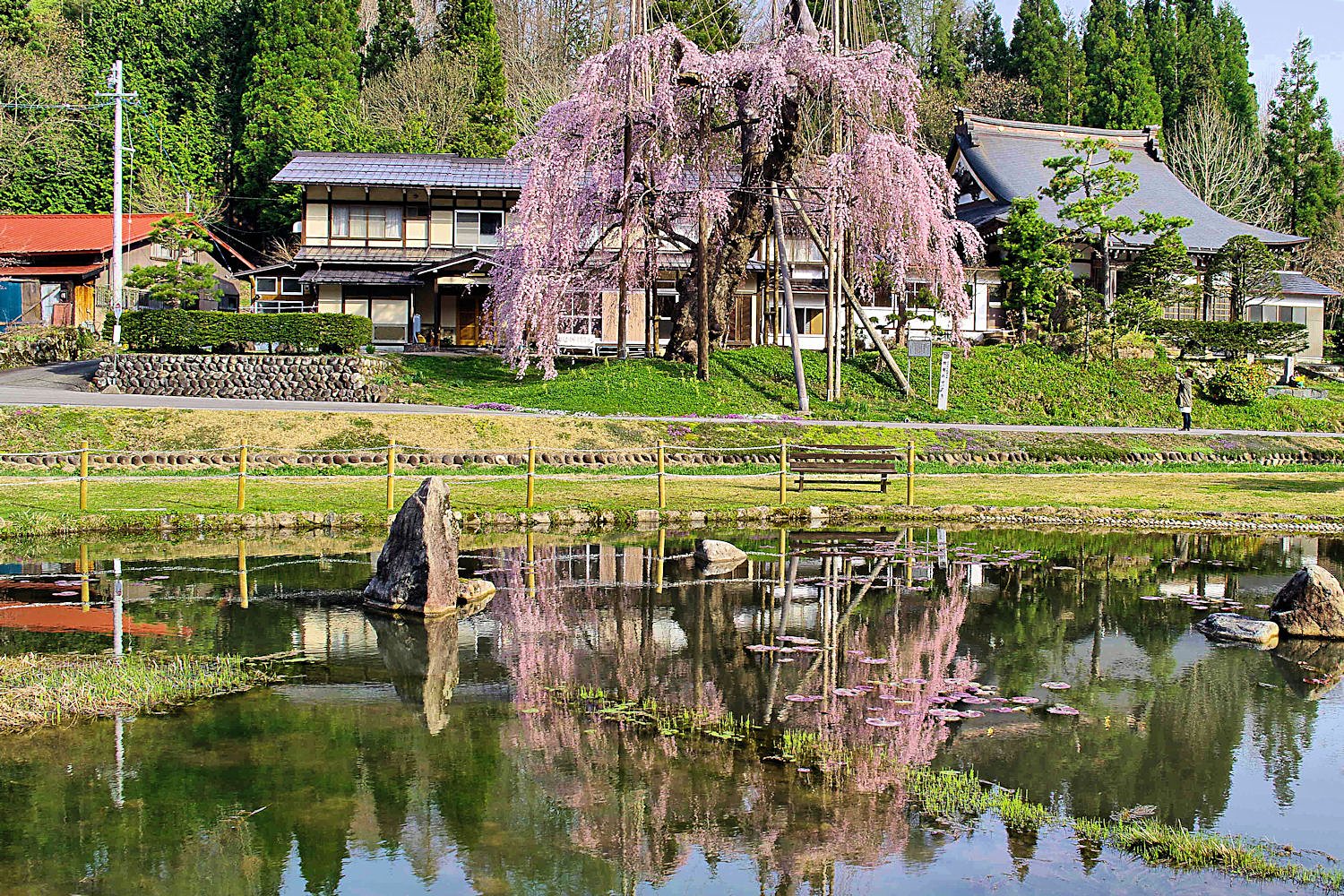 【清和】枝垂れ桜