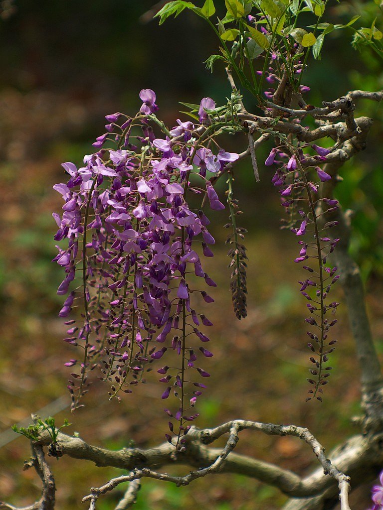 藤の花