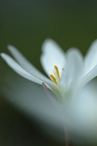 蒼白