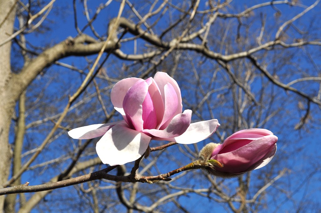 公園の花