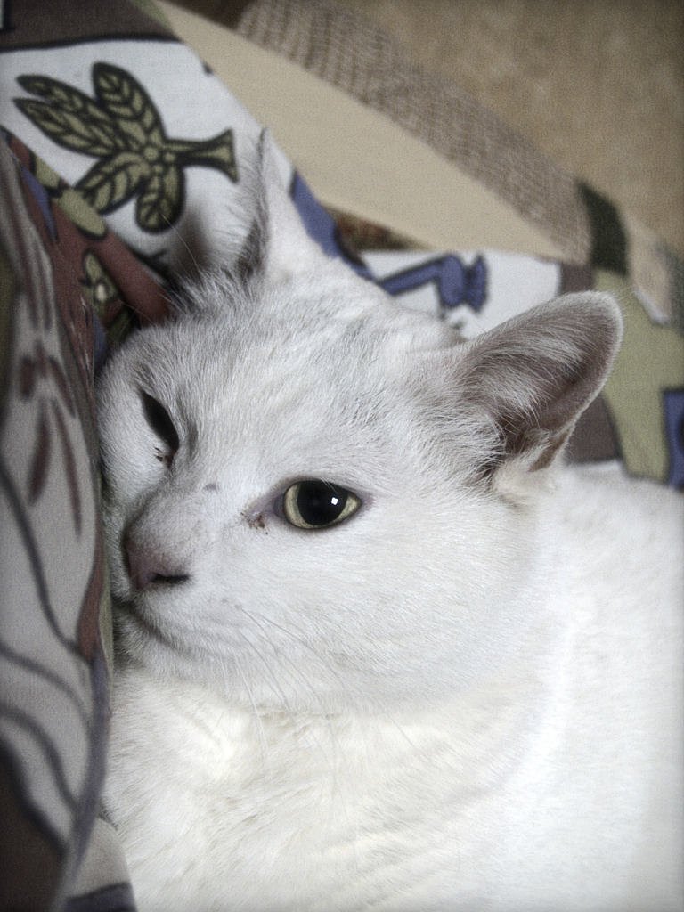 はっちゃん