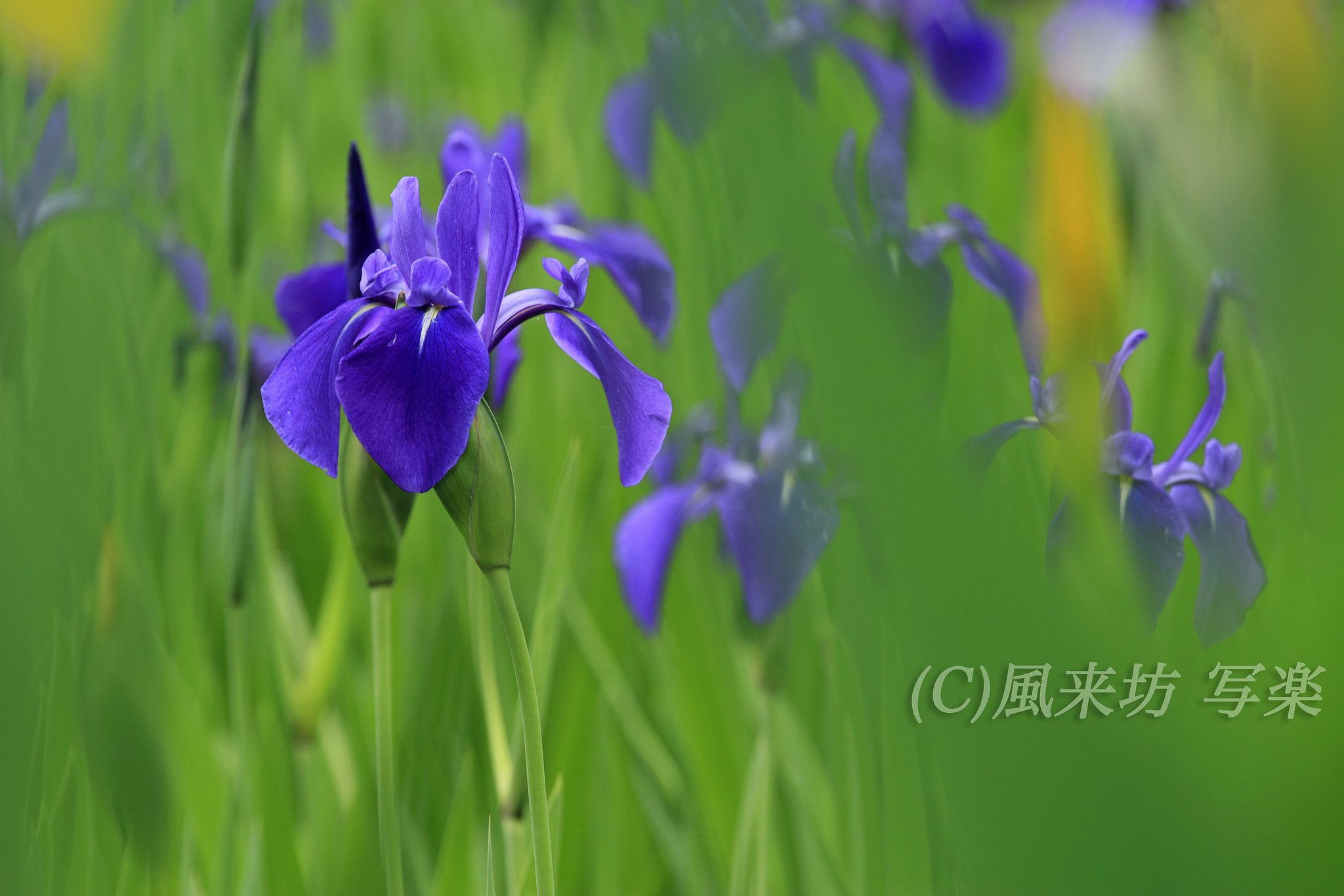 カキツバタ