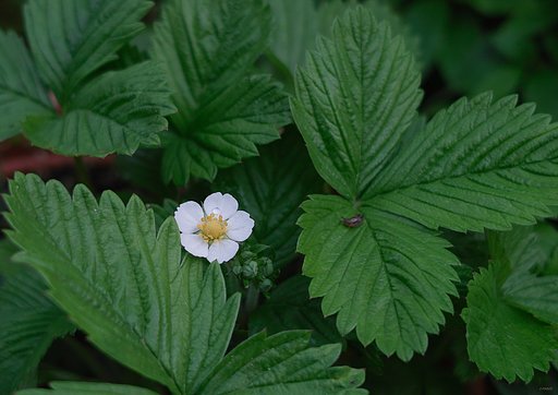 いちごの花となめくじのお客さん