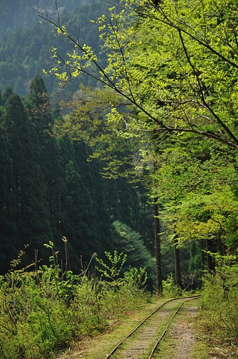 芦生の森　トロッコ軌道跡