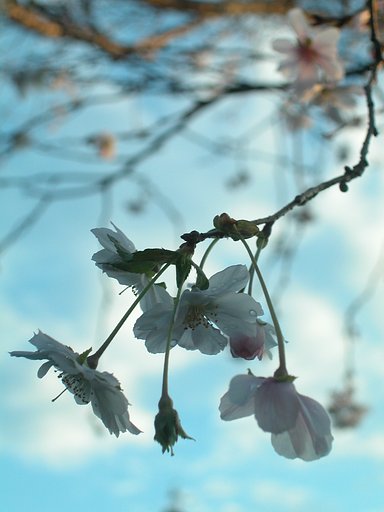 秋の桜によせて
