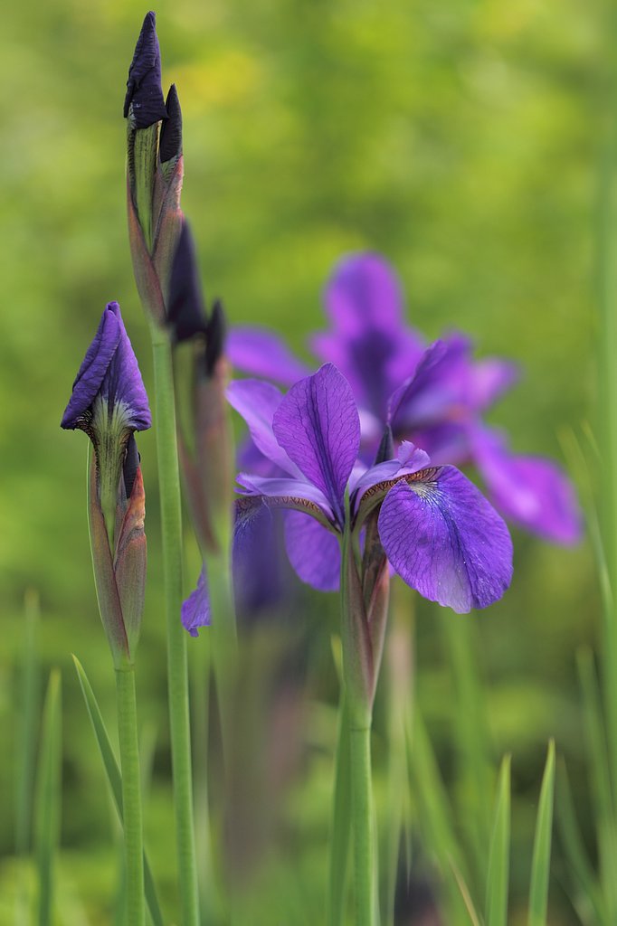 カキツバタの花