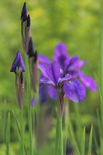 カキツバタの花