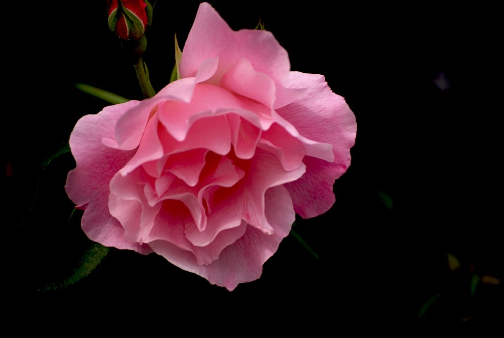 ピンクの薔薇