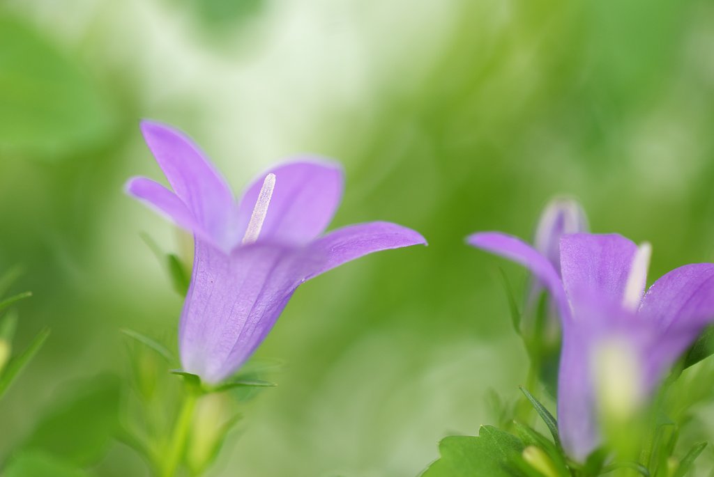 ベルフラワーという花です。