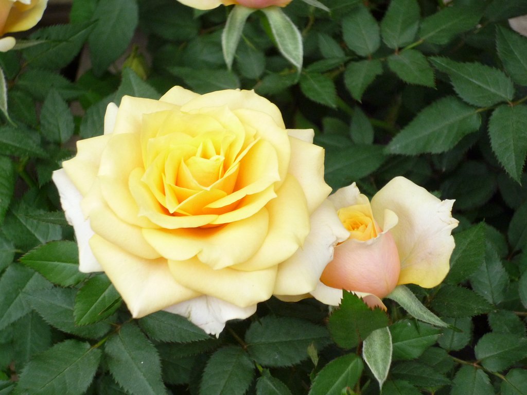 薔薇2　ＥＫioさんへ〜
