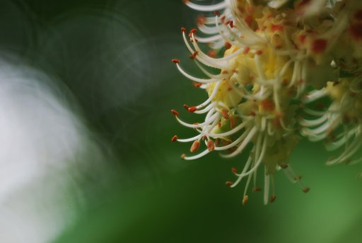 栃の木の花です
