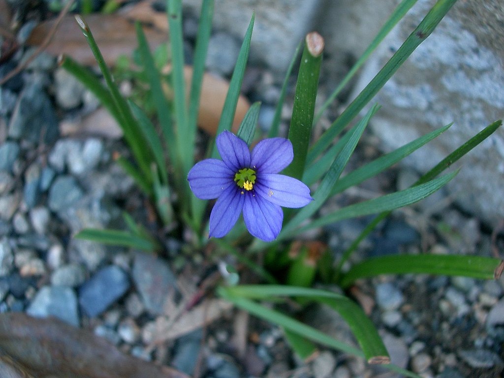 庭石菖