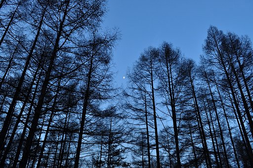 暁の月