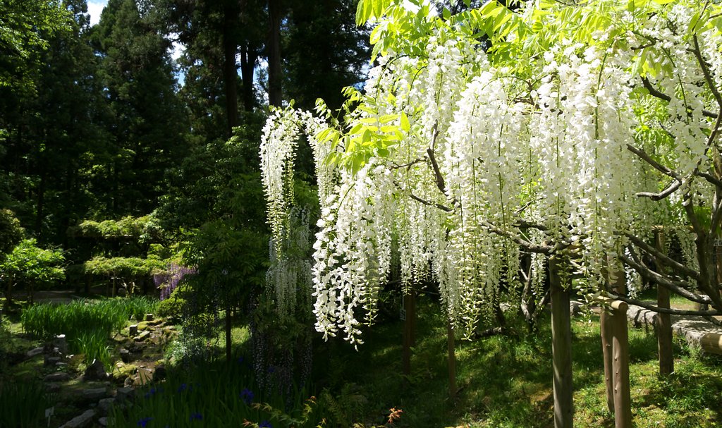 萬葉植物園の藤