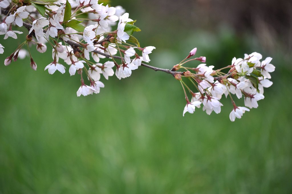 桜3