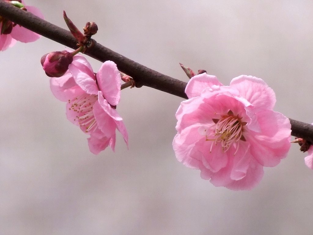 梅