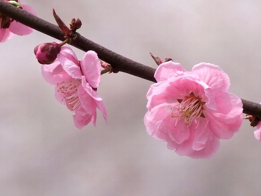 梅