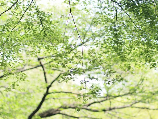 【清和】 みどりの空