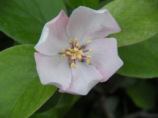庭の花