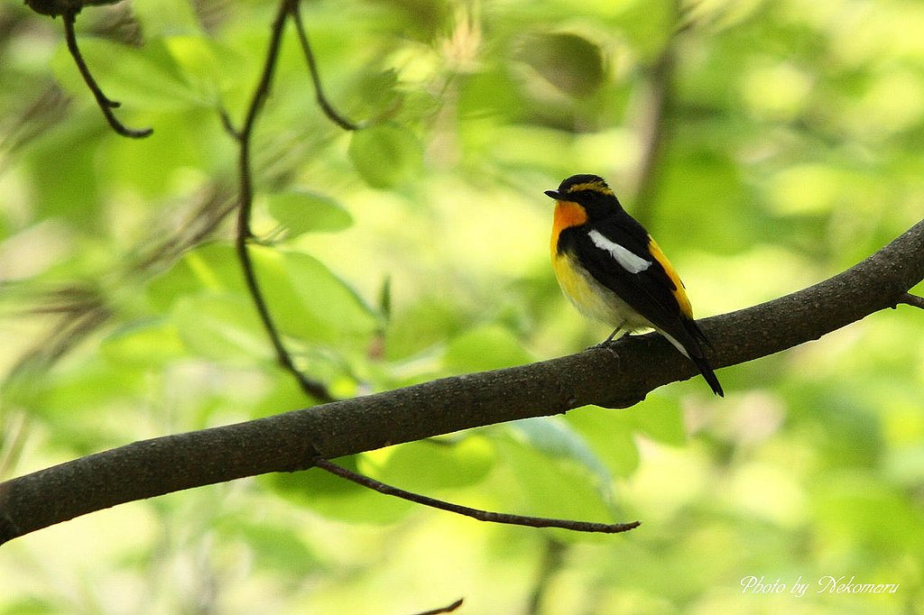 黄鶲三昧・・・夏鳥