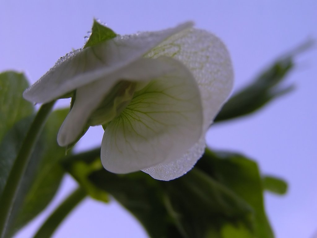 サヤエンドウの花