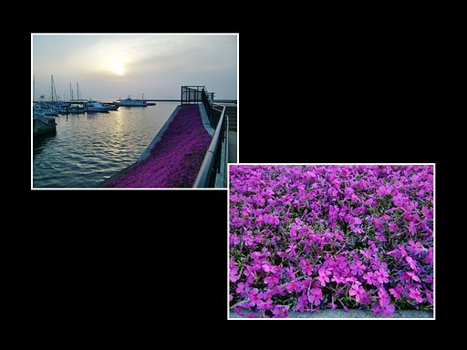 渚デッキの芝桜