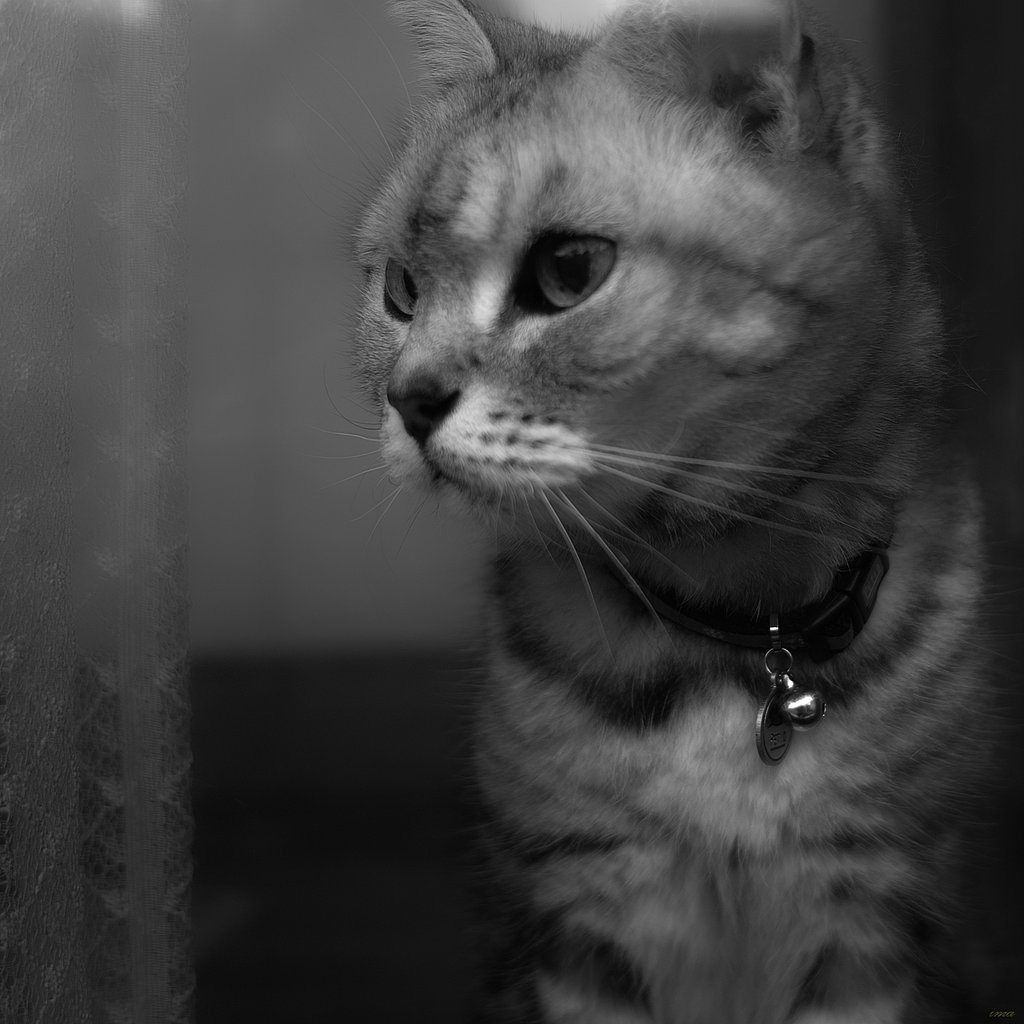 にゃんこ